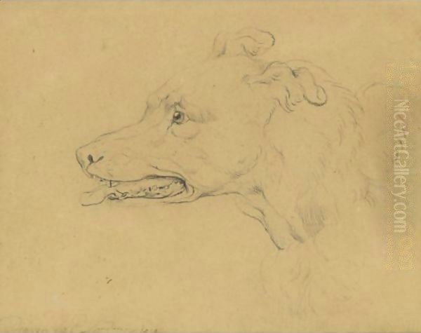 Study Of The Head Of A Greyhound - view 1