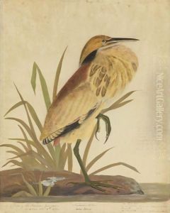 American Bittern (Ardea Minor) by John James Audubon