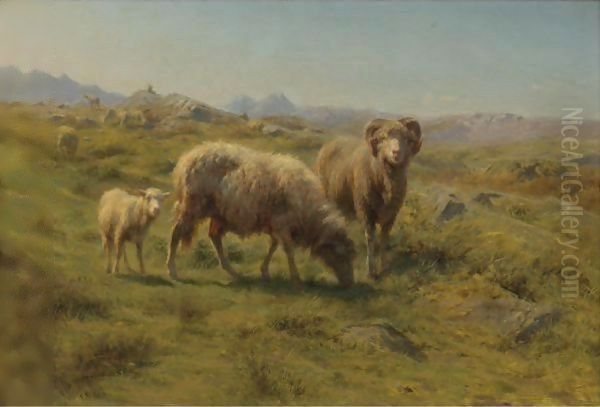 A Sheep, Ram And Lamb With The Flock - view 1