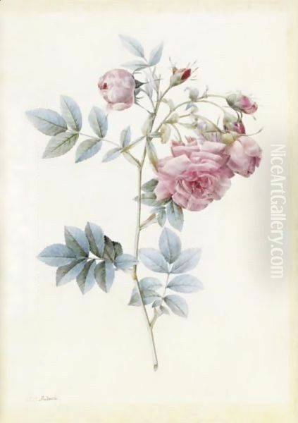 Rosa Rapa 3 - view 1
