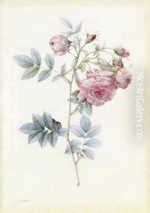 Rosa Rapa 3