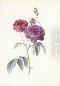 Rosa Gallica (Purpuro Violacea-Magna)