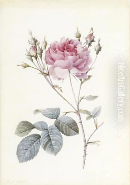 Rosa Centifolia Anglica Rubra - view 1