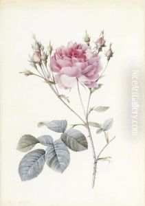 Rosa Centifolia Anglica Rubra by Pierre-Joseph Redoute