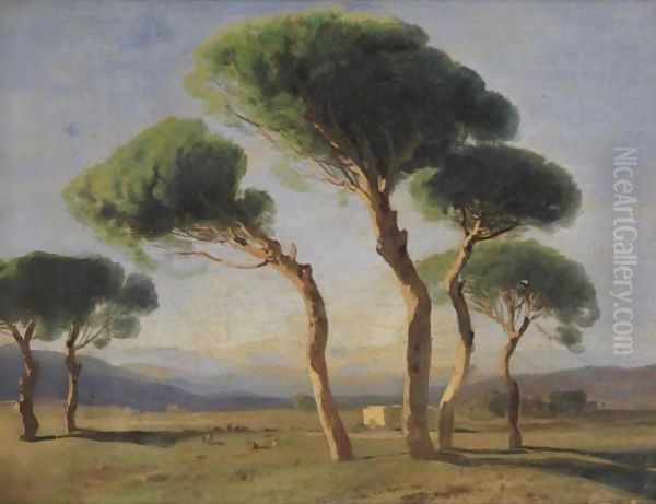 Study Of Umbrella Pines - view 1