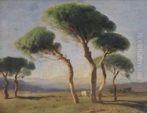 Study Of Umbrella Pines