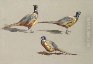 Studies Of A Cock Pheasant by Archibald Thorburn