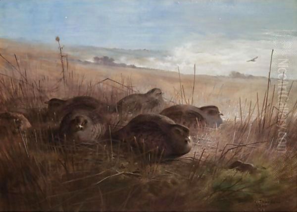A Moonlight Night In The Open, Grey Partridges - view 1