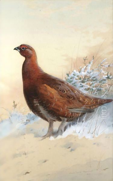 A Red Grouse In The Snow - view 1