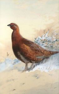 A Red Grouse In The Snow