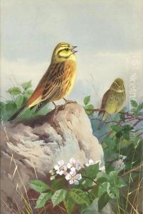 A Pair Of Yellowhammers