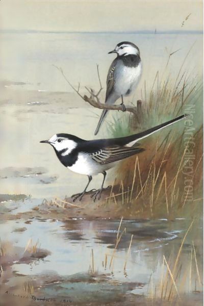 A Pair Of Pied Wagtails - view 1