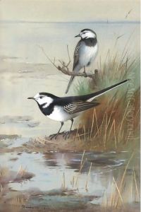 A Pair Of Pied Wagtails by Archibald Thorburn