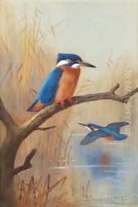 A Pair Of Kingfishers