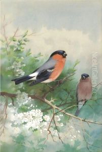 A Pair Of Bullfinches by Archibald Thorburn