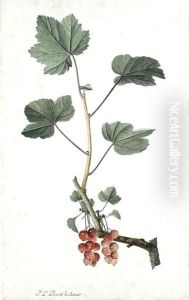 Study Of Redcurrants On A Branch by Jean-Louis Prevost