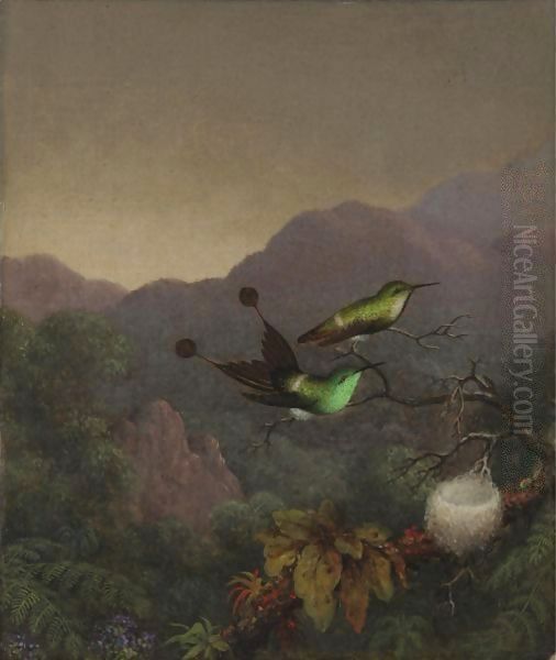 Racket-Tail, Brazil - view 1