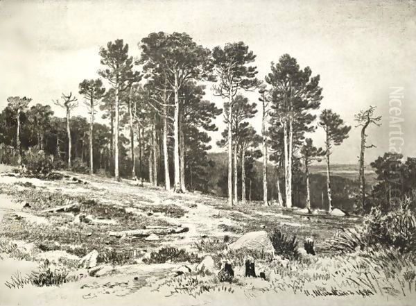 Pinewoods - view 1