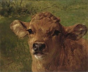 Head Of A Calf
