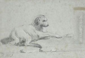 Study Of A Dog Study Of A Dog