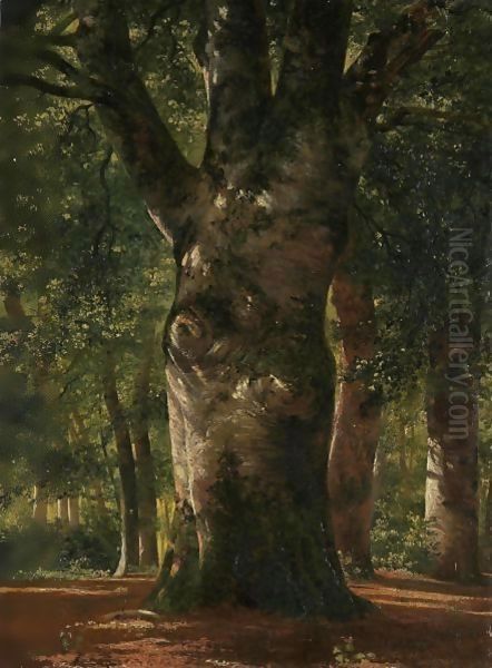 Tronc De Hetre Stem Of A Beech Tree by Alexandre Calame