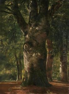 Tronc De Hetre Stem Of A Beech Tree
