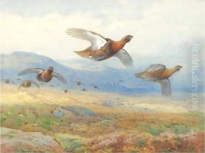 A Covey Of Grouse In Flight by Archibald Thorburn