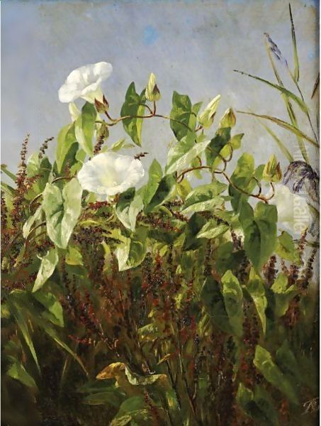 Morning Glories - view 1