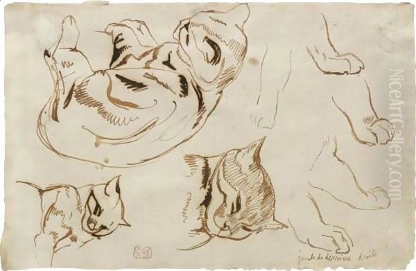 Sheet Of Studies Of A Sleeping Cat - view 1