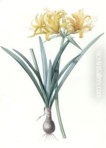 Amaryllis Aurea - Amaryllis Doree by Pierre-Joseph Redoute