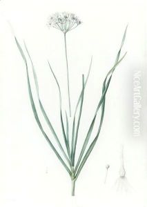 Allium Tataricum - Ail De Tartarie by Pierre-Joseph Redoute