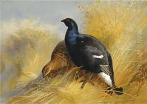 Blackgame On Corn Stooks