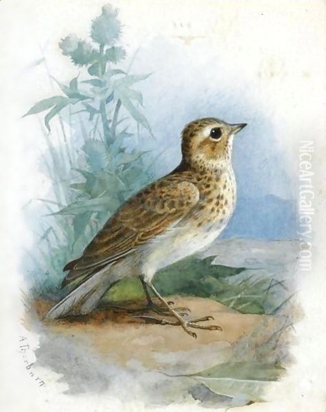 Skylark - view 1
