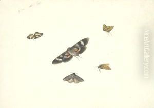 A Sheet Of Studies Of Moths by Pieter Withoos