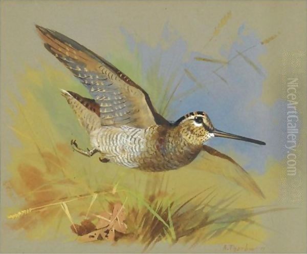 A Woodcock In Flight - view 1