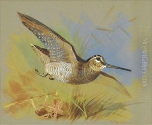 A Woodcock In Flight by Archibald Thorburn