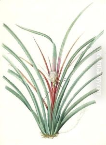 Asparagus Amarus, Wild Asparagus by Pierre-Joseph Redoute