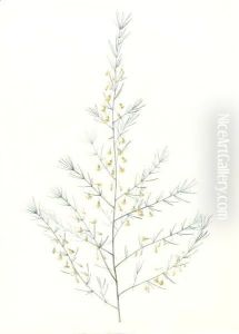Bromella Karatas by Pierre-Joseph Redoute