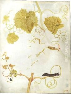 Two Caterpillars And A Chrysalis On A Vine by Maria Sibylla Merian