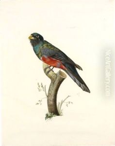 Male South American Trogon (Trogonidae Sp.) by Jacques Barraband