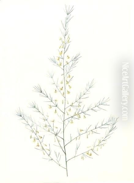 Asparagus Amarus, Wild Asparagus 2 - view 1
