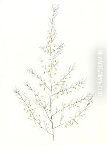 Asparagus Amarus, Wild Asparagus 2 by Pierre-Joseph Redoute
