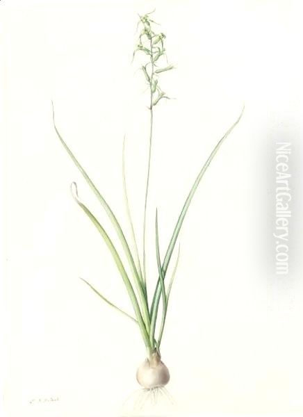 Hyacinthus Viridis - view 1