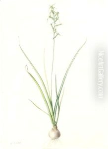 Hyacinthus Viridis