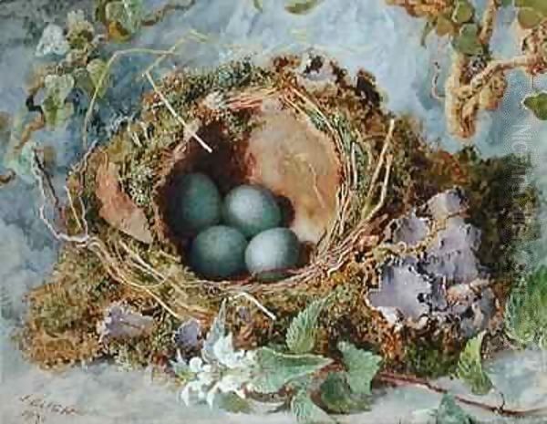 A Nest of Eggs - view 1