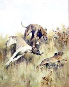 Coursing at Mayhill Coursing at Mayhill