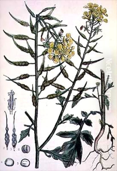 Brassica alba (White Mustard) - view 1