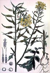Brassica alba (White Mustard) by D. Blair