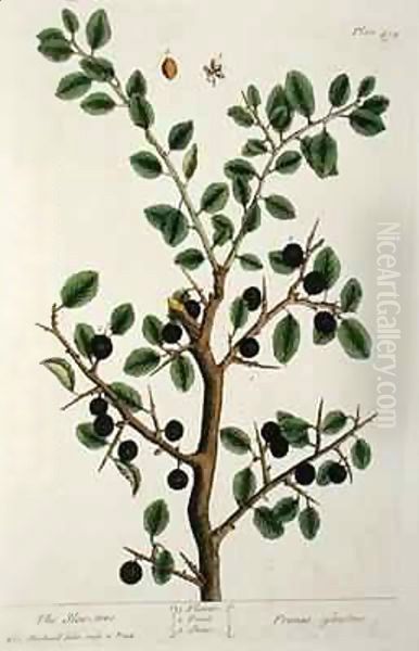 The Sloe Tree, plate 494 from 'The Curious Herbal' - view 1