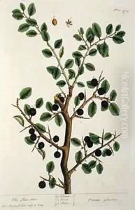 The Sloe Tree, plate 494 from 'The Curious Herbal'